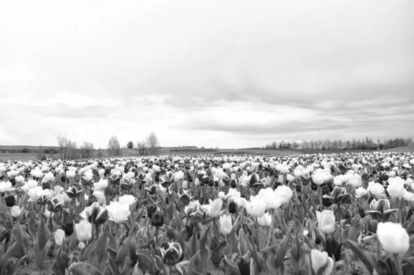 花のプレゼンテーション。オランダのチューリップのカラフルなフィールド。春の球根畑。瞑想の調和。自然は人間の抗ストレスです。美しい色のチューリップ畑。春のオランダ — ストック写真