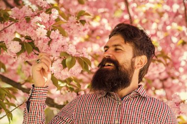 Her mevsim yakışıklı kalıyor. Arka planda sakura çiçekleri olan şık saç kesimi olan sakallı bir adam. Taze pembe sakura çiçeği. Kiraz çiçeği içinde vahşi olgun bir hippi. Sakallı adam Sakura çiçeğinin tadını çıkar.