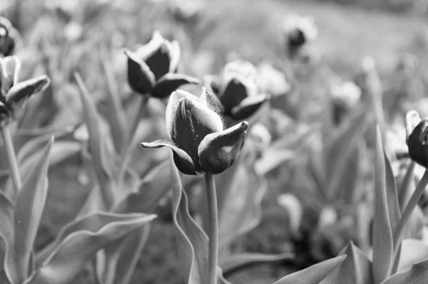 A trabalhar com flores. flores para loja. tulipa florescendo na primavera. campo de flores tulipa brilhante. campo de verão de flores. jardinagem e florística. beleza da natureza e frescura. Tulipas em crescimento para venda — Fotografia de Stock