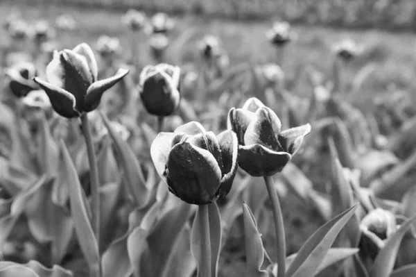 De wereld helder maken. roze levendige bloemen. schoonheid van de natuur. genieten van seizoensgebonden bloesem. roze bloemen in het veld. Landschap van Nederlandse tulpen. Lente seizoen reizen. Kleurrijke lente tulp veld — Stockfoto