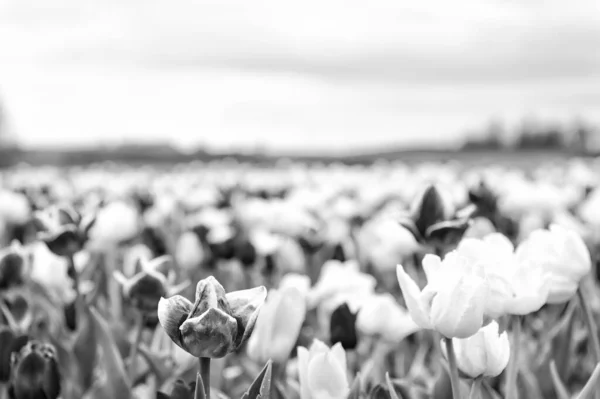 Libertà. tulipano fioritura in primavera. fiore tulipano luminoso con cielo. campo estivo di fiori. giardinaggio e floristica. natura bellezza e freschezza. Tulipani in crescita in vendita. un sacco di fiori per negozio — Foto Stock