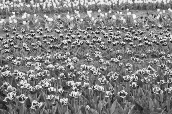 Üvegházi virágok. A természet az ember stressz-ellenessége. Gyönyörű színes tulipán mezők. Holland tavasszal. Színes tulipánmező, Hollandia. hagymaföldek tavasszal. harmónia a meditációban — Stock Fotó