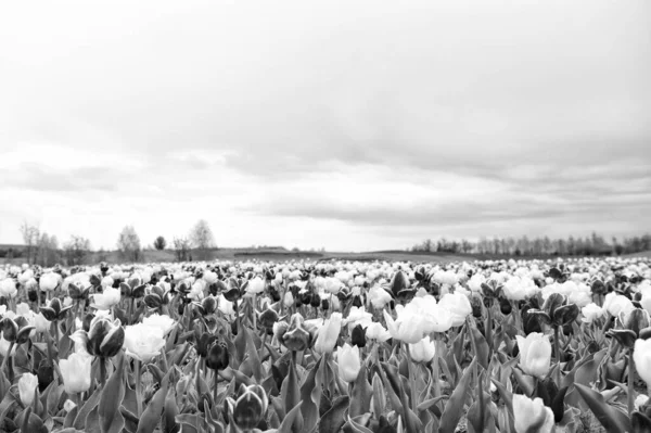 Een groen leven leiden. Natuur achtergrond. groep van kleurrijke vakantie tulp bloembed. Bloeiende tulpenvelden. lente landschapspark. land van de tulp. schoonheid van bloeiende veld. beroemde tulpen festival — Stockfoto