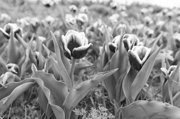 Piece of nature. Floral banner for floristry shop. pink field of tulips, Netherlands. bulb field in springtime. harmony in meditation. Beautiful pink tulip fields. Holland during spring