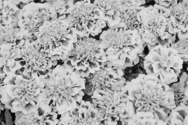 Tebrik kartı arkaplanı. Çiçek arkaplan. Botanik ve bitki örtüsü. Tagetes üst görünüm. Bahar doğası kavramı. Tarlada çiçekler. Güzel turuncu kadife çiçeği arkaplan deseni. Kadife çiçekleri