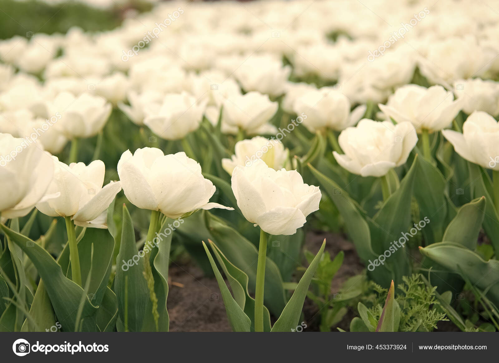 White Tulip Nature
