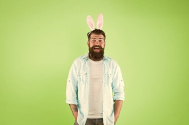 Paskalya tavşanı. Mutlu hipster tavşan kulağı takar. Tavşan yeşili arka plan. Rastgele sakallı tavşan. Bahar ve doğurganlık. Tatil kutlaması