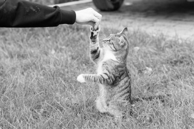 Yemyeşil çimlerin üzerinde oturan kedi yavrusu insan eliyle oynayan evcil hayvan ona mutlu bir hayat veriyor, hayvan barınağı.