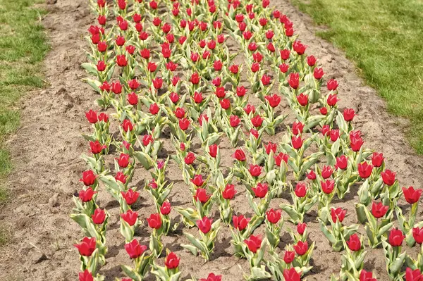 Growing from seed. tulip field with various type and color. nature landscape sightseeing in Europe. fresh spring flowers. gather the bouquet. red vibrant flowers. field with tulips in netherlands — Stock Photo, Image