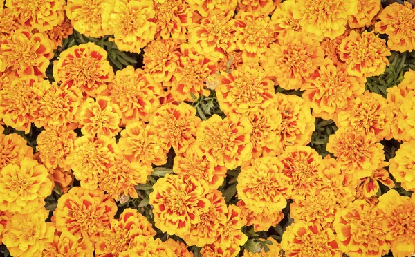 Hello summer. Marigold flowered bed background. Summer blossom. Flower shop. Womens day celebration. Summer holidays. Pollen allergy. Enjoy summer flower bloom