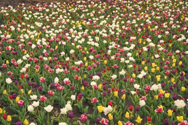 Hayatını renklendiriyor. Bahar sezonu yolculuğu. Renkli bahar lale tarlası. Çok renkli, canlı çiçekler. Doğanın güzelliği. Mevsimlik çiçeklerin tadını çıkar. Tarladaki çiçekler. Hollanda lalelerinin manzarası