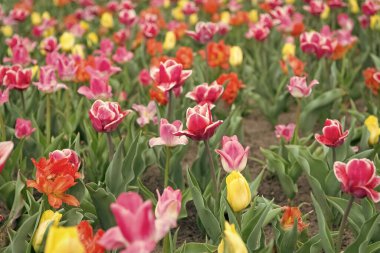 Doğanın güzelliği. İlkbaharda Hollanda. Hollanda 'nın renkli lale tarlası. İlkbaharda ampul tarlaları. Meditasyonda uyum. Doğa, insanların anti-strestir. Güzel renkli lale tarlaları