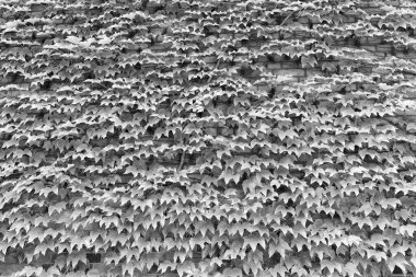 Bitkisel örtüler binayı izole edip soğutabilir. Duvarda Ivy bitkisi var. Yeşil yapraklar yüzeye. Yeşil sarmaşık duvarı. Sarmaşık yetiştirmek ya da diğer tırmanışçıların duvar inşaatında pek çok faydası olabilir.