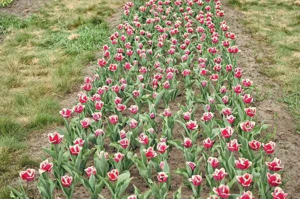 Seedling. summer field of flowers. gardening and floristics. nature beauty and freshness. Growing tulips for sale. plenty of flowers for shop. tulip blooming in spring. bright tulip flower field