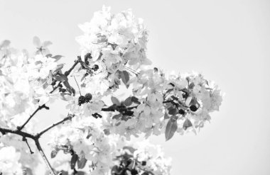 Elma ağacı çiçek açar. Bal bitkileri. İlham verici çiçekler. Botanik bahçesi konsepti. Kiraz çiçekleri arka planı. Yumuşak çiçekler mavi gökyüzü arkaplanı. Çiçek arkaplanı. Bahar alerjisi. Botanik ve bahçe işleri.