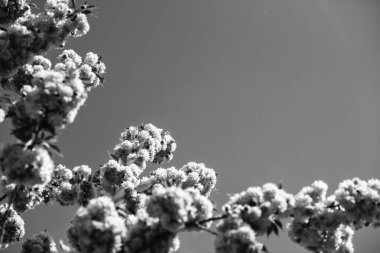 Mavi güneşli gökyüzü arka planında sakura dalı. Doğal güzellik. Güzel bir bahar günü. Kadınlar günü tebrik kartı, fotokopi alanı. 8 Mart. Anneler Günün kutlu olsun. Yaz tatili. Doğal kozmetik, spa