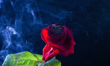 Taze kırmızı gül, yanmış yapraklar ve bir tutam duman koyu arka plan, dumanlı sis.