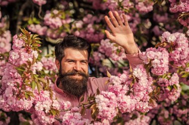 Merhaba güneşli bahar. Çiçek açan büyük kiraz ağaçları olan bahçe. Taze saç kesimli sakallı adam kiraz çiçeğiyle poz veriyor. Kiraz çiçeği içinde vahşi olgun bir hippi. Sakallı adam Sakura çiçeğinin tadını çıkar.