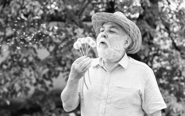 Spring fashion photo. old man blow dandelion flower. Alzheimer dementia. concept of cognitive impairment. Joy during early spring. old age and aging. spring village country. symbol of thin gray hair