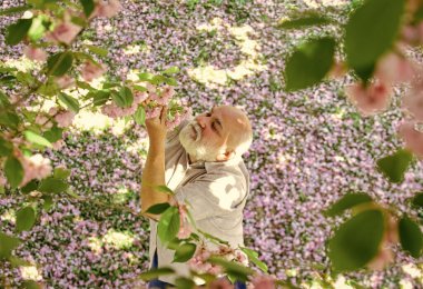 Mutlu bahar günleri. Büyükbaba pembe sakura çiçeklerini izlerken gülümsüyor. Kiraz ağacının altındaki adam. Yaşlı adam bahar doğasını seviyor. Hasır şapkalı gri sakallı son sınıf öğrencisi. Mutlu emeklilik