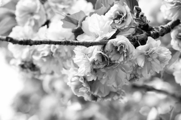 Aromat i zapach. Wiosenny sezon. Czułość. Oddział sakura. Koncepcja perfumerii. Sakura kwiaty. Sakura kwiaty na tle zbliżenie. Kwiatowe tło. Koncepcja ogrodu botanicznego. Kwitną kruche kwiaty — Zdjęcie stockowe