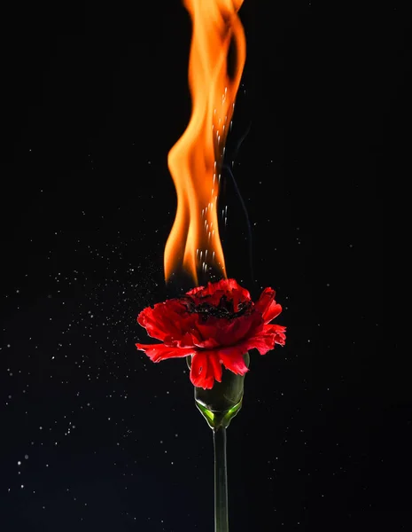 Hot flame. Burning flower dark background. Red dianthus on fire. Flame and sparks. Fire glow