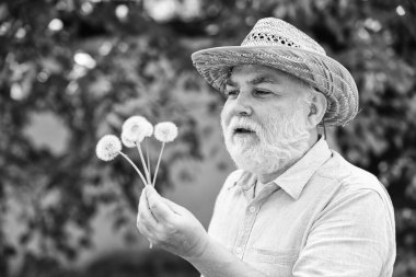 Elimde güzel bir çiçek var. bahar köyü ülkesi. İnce gri saçın sembolü. Yaşlı adam karahindiba üflüyor. Alzheimer bunaması. Bilişsel bozukluk kavramı. Baharın başında neşe. yaşlılık ve yaşlılık