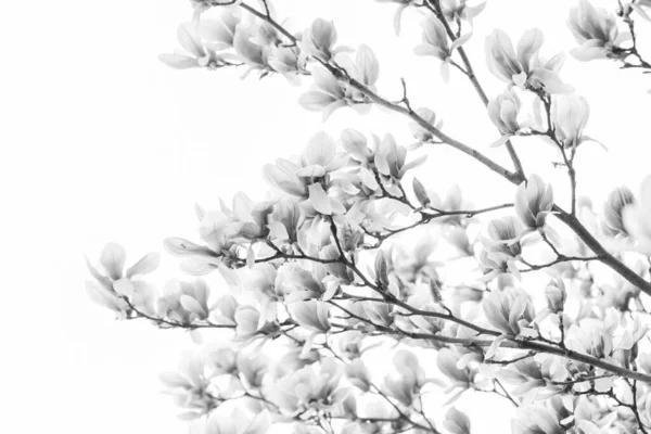 Happy spring day. magnolia blooming tree., natural floral background. beautiful spring flowers. magnolia tree flower. new life beginning. nature growth and waking up. womens day. mothers day holiday — Stock Photo, Image