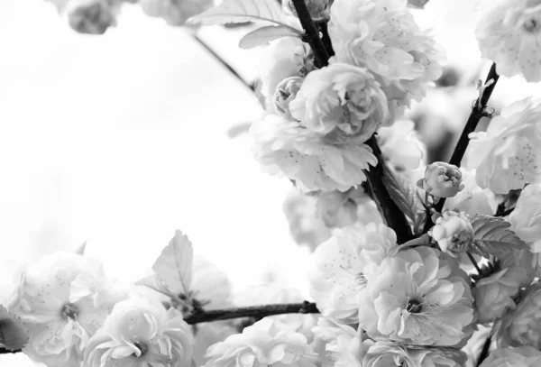 Sakura ανθισμένο δέντρο., φυσικό φόντο λουλουδιών. όμορφα ανοιξιάτικα λουλούδια. Ροζ λουλούδι κερασιάς. νέα αρχή της ζωής. την ανάπτυξη της φύσης και το ξύπνημα. Η μέρα των γυναικών. Γιορτές μητέρων. Ώρα να χαλαρώσεις. — Φωτογραφία Αρχείου