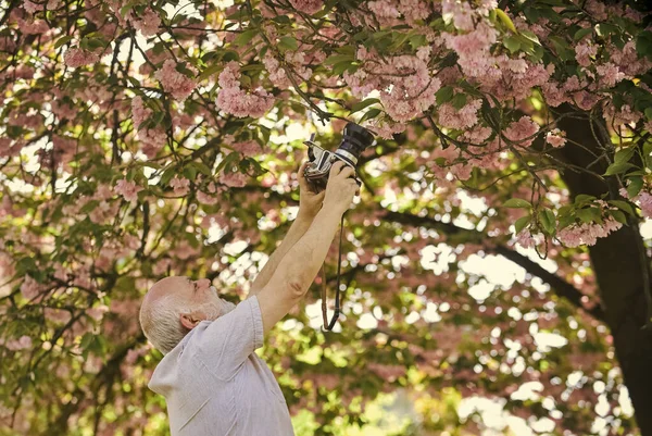 Estilo primavera. homem turista uso câmera tirar fotos de flores de cerejeira. sakura em plena floração fotografia. Ramo com flores rosa. Homem barbudo sênior a fotografar. designer de fotógrafo profissional — Fotografia de Stock