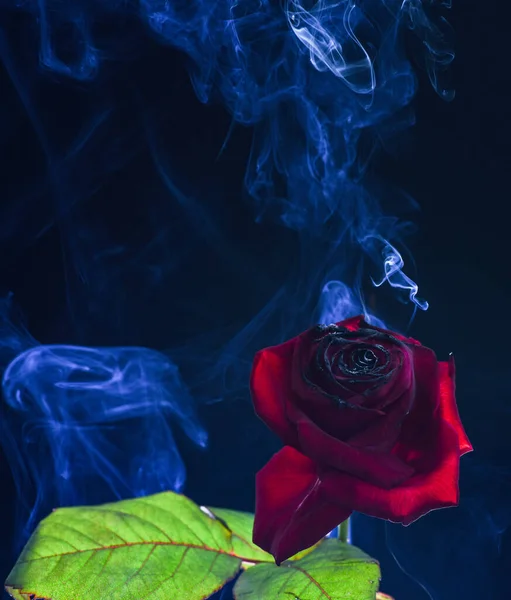 Świeża czerwona róża ze spalonymi płatkami i gałązką dymu ciemne tło, mgła dymu — Zdjęcie stockowe