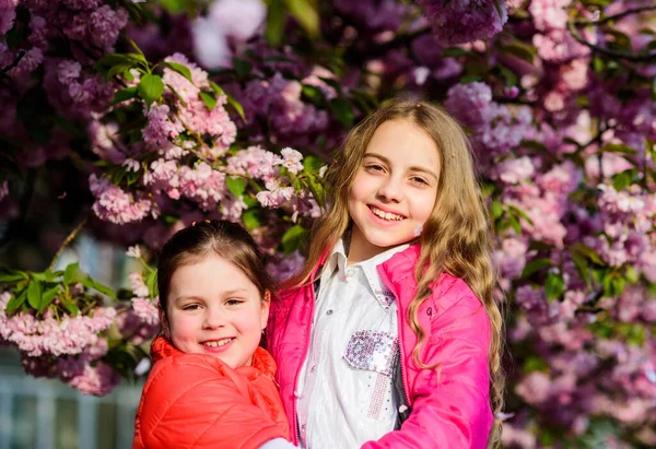 El rosa es nuestro favorito. Niños flores rosadas de fondo de árbol de sakura. Niños disfrutando de la flor de cerezo. Flores suave flor tierna. Los niños disfrutan del jardín. Jardín Sakura. Hermanas caminar parque sakura árboles — Foto de Stock