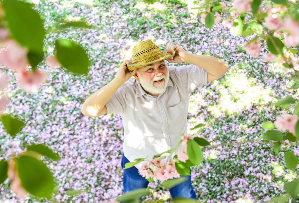 Bahar bahçesi. Hasır şapkalı gri sakallı son sınıf öğrencisi. Mutlu emeklilik. Büyükbaba pembe sakura çiçeklerini izlerken gülümsüyor. Kiraz ağacının altındaki adam. Yaşlı adam bahar doğasının tadını çıkarıyor. — Stok fotoğraf