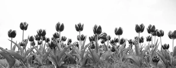 Kwiaciarnia. Dowiedz się, jak sadzić i sprzedawać cebulki tulipanowe dla zysku. Tulipany odmianowe. Pole tulipanów. Wiosenny sezon. Ogrodnictwo. Kwiaty ogród niebo skopiować przestrzeń. Rosną kwiaty w szklarni lub szklarni — Zdjęcie stockowe