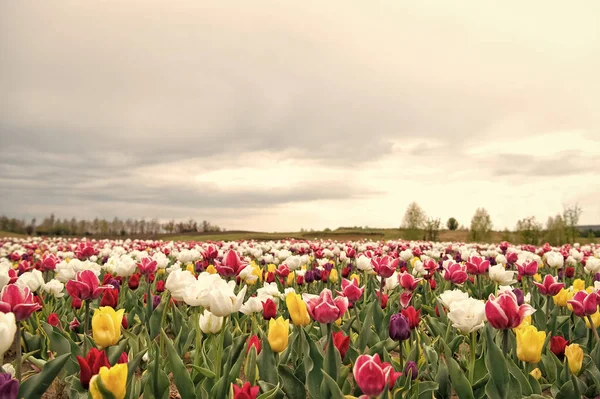 Vivere una vita verde. Sfondo naturale. gruppo di colorate aiuola tulipano vacanza. Campi di tulipani in fiore. parco paesaggio primaverile. paese di tulipano. bellezza del campo fiorito. famoso festival dei tulipani — Foto Stock