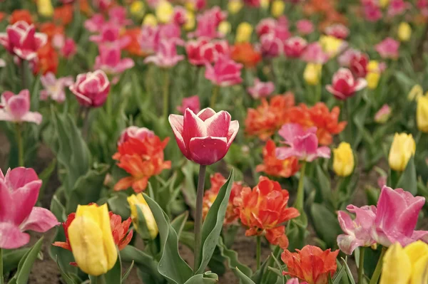 Žij vesele. Seberte kytici. pestrobarevné zářivé květiny. pole s tulipánem v podzemí. tulipánové pole s různými typy a barvami. přírodní krajina v Evropě. čerstvé jarní květiny — Stock fotografie
