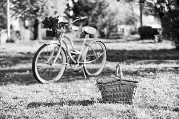 Время пикника. Природный велотур. Ретро велосипед с корзиной для пикника. Магазины проката велосипедов в основном обслуживают путешественников и туристов. Винтажный велосипед фон сада. Прокат велосипедов для изучения города — стоковое фото