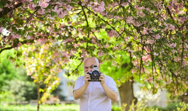 Gorący dzień. sakura w pełnym rozkwicie fotografii. Gałąź z różowymi kwiatami. starszy brodaty mężczyzna fotografujący. profesjonalny projektant fotografii. człowiek turysta używać aparat robić zdjęcia wiśni kwiaty — Zdjęcie stockowe