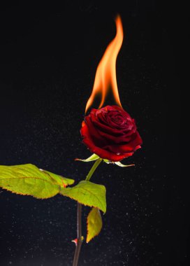 Taze kırmızı gül alev alev ve kıvılcımlar saçar.