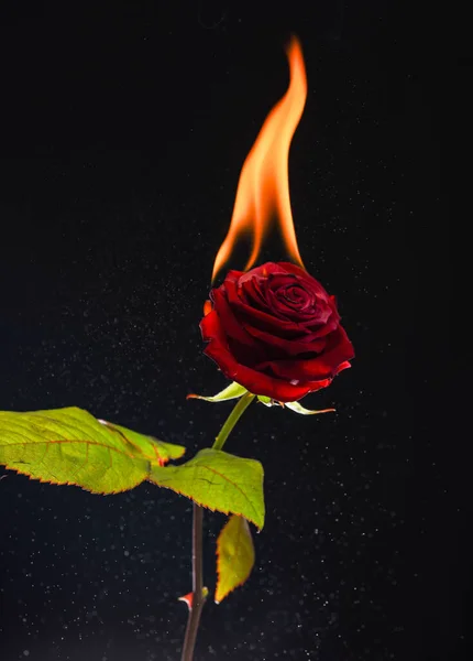 Färsk röd ros blomma flammande med varm låga och gnistor mörk bakgrund, brinnande — Stockfoto