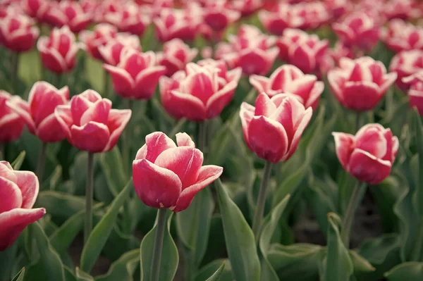 Jarní sezóna. Zahradní koncept. Pěstovat květinovou zahradu. Odrůdově červené a bílé tulipány. Pěstovat květiny ve skleníku. Květinová záležitost. Naučte se sázet a prodávat tulipánové žárovky pro zisk. Pole Tulipánů — Stock fotografie