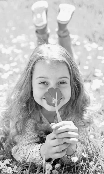 Rapariga deitada na relva, relvado no fundo. Criança desfrutar de primavera dia ensolarado enquanto deitado no prado com flores. Menina no rosto sorridente detém flor de tulipa vermelha, desfrutar de aroma. Conceito de fragrância tulipa — Fotografia de Stock