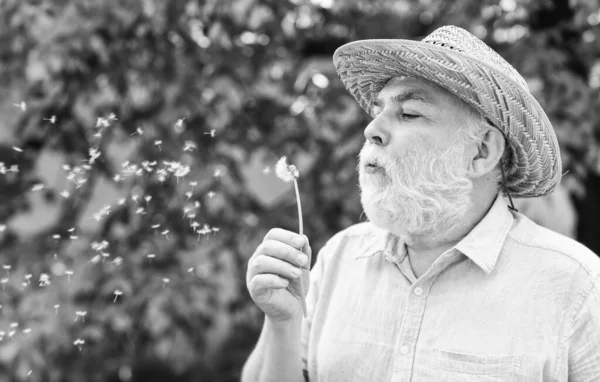평화. 유연성 과 평온 함. 행복하고 태평 한 은퇴. 외로운 할아버지 가 공원에서 민들레씨를 날리고 있어. 정신 건강. 마음의 평화. 영혼의 조화. 밀짚 모자를 쓴 노인 — 스톡 사진