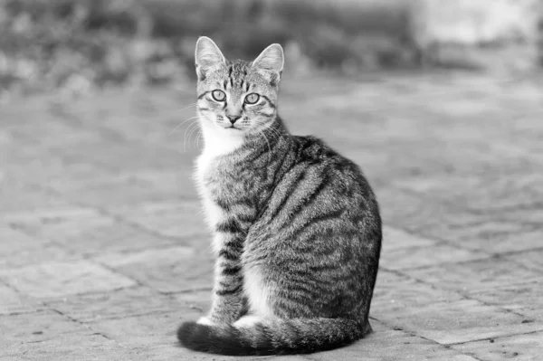 They deserve the love. outbred cat sit on road. domestic animal. pet sitting outside. vet and veterinarian. purebred and pedigreed. mestizo pet. cat in street. fluffy kitten outdoor. homeless animals — Stock Photo, Image