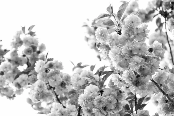 Весенняя красота цветущее дерево сакуры, натуральный цветочный фон. красивые весенние цветы. розовый цветок вишни. Начало новой жизни. рост природы и пробуждение. Женский день. День матери праздник — стоковое фото