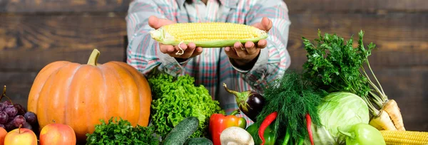 健康的生活方式农民持有玉米芯或玉米木制背景.农民介绍有机土生土长的蔬菜。土生土长的有机收获效益。种植有机作物。社区花园和农场 — 图库照片
