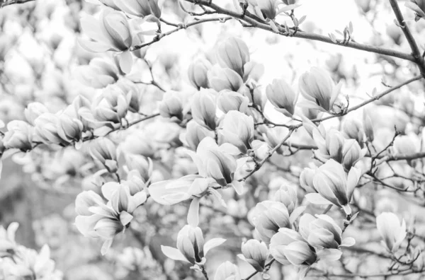 Καταπληκτικό καλοκαίρι. μανόλια ανθισμένο δέντρο., φυσικό φλοράλ φόντο. όμορφα ανοιξιάτικα λουλούδια. Ροζ λουλούδι μανόλια. νέα αρχή της ζωής. ανάπτυξη της φύσης. Η μέρα των γυναικών. ημέρες διακοπών μητέρων — Φωτογραφία Αρχείου