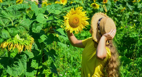 農場で美しいひまわりを収穫遊び心のある子供の女の子,花粉アレルギー — ストック写真