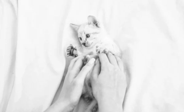 Chaton mignon dans les mains de la femme. fille joue avec les mains avec beau chaton. chaton moelleux blanc sur le lit. prendre soin de petit chaton. amitié entre humain et animal de compagnie. Amuse-toi bien. heureux beau chat — Photo