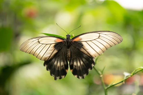 Doğa meleği. Tropik kelebek yeşil bitkinin üzerine oturur. Doğal arka planda güzel bir kelebek — Stok fotoğraf
